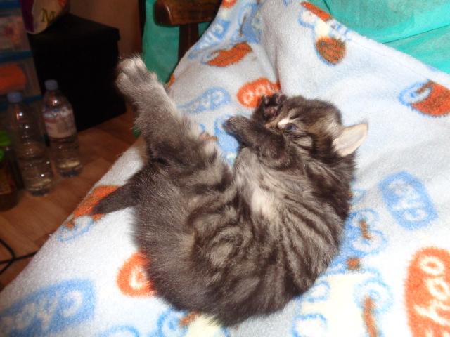 Et hop! Gambette!