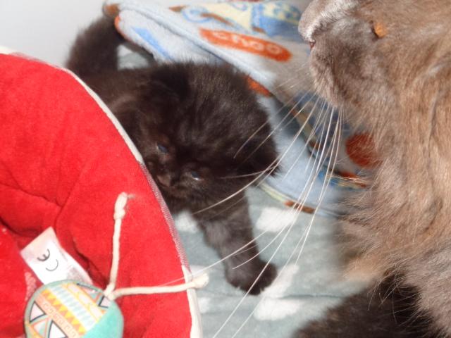 Maman me couve...