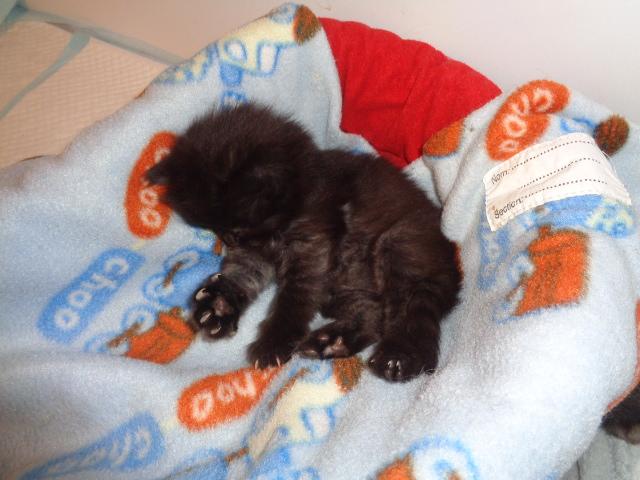 Mini-poupée!