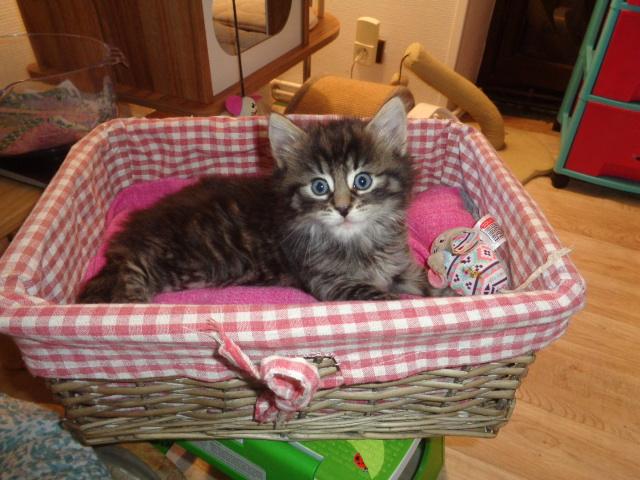 Hello, je vous vois!