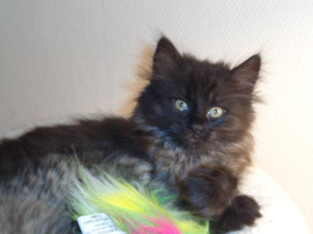 Mon truc en plume...