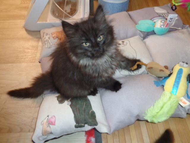 Poupée sur patchwork...