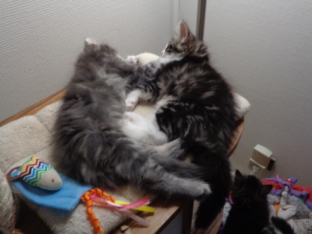 DUO doux: Tamarin et Troïka!