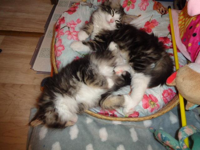 Bouquet de chatonnes...