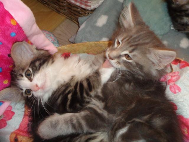 Le tango de Troïka et Tamarin!