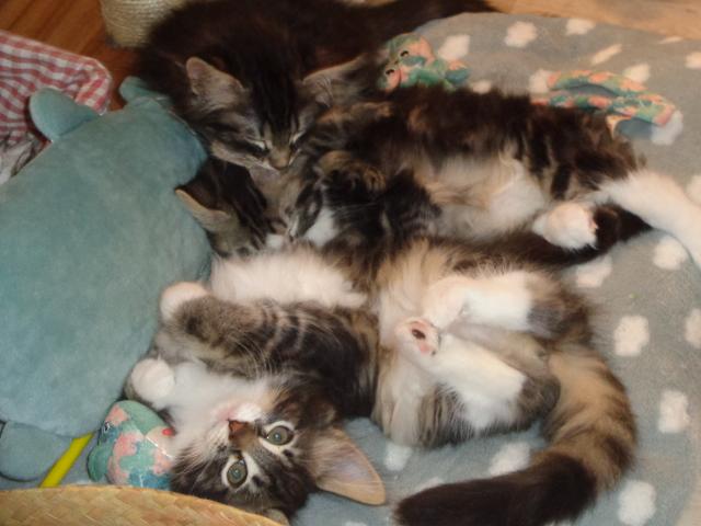 Bougeotte vs sieste!