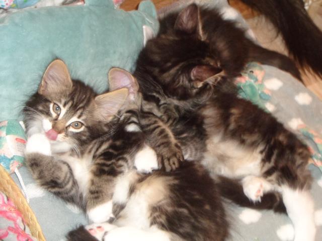 Pattucure en famille!
