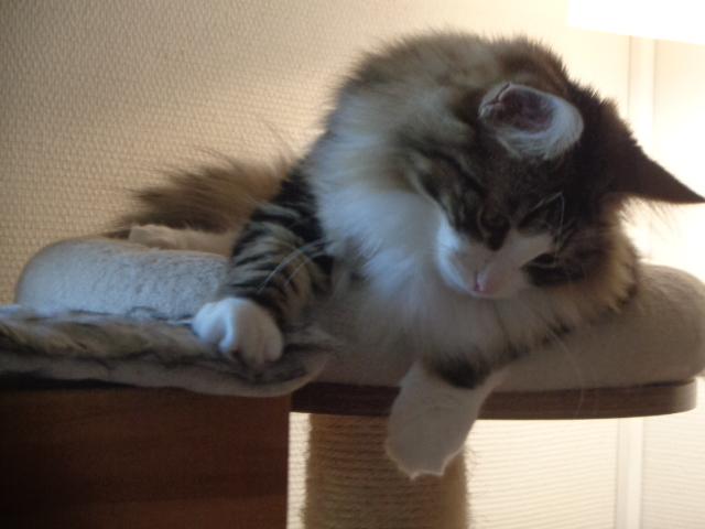 Coucou!