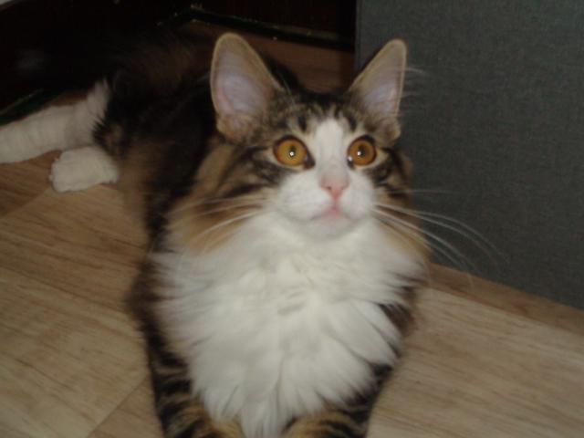 Hello!