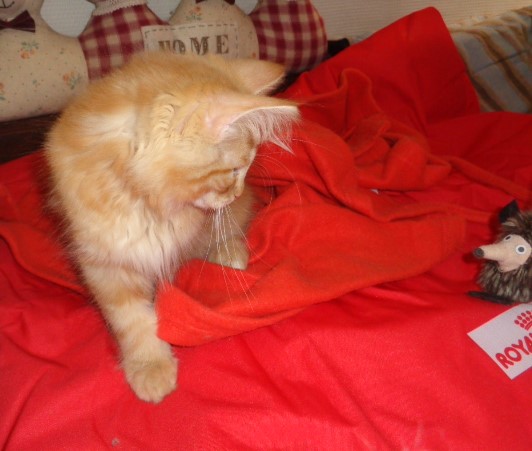 Roux sur orange...