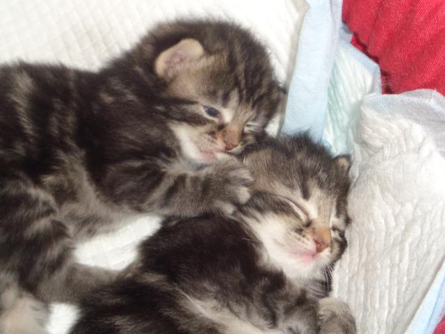 Sieste en duo...