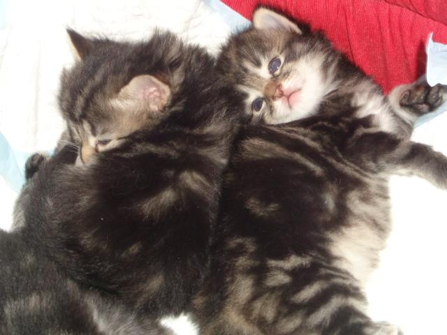 Trop choux!