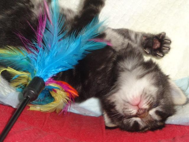 Ah la plume!