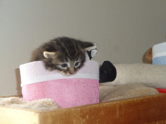 Ho hisse!