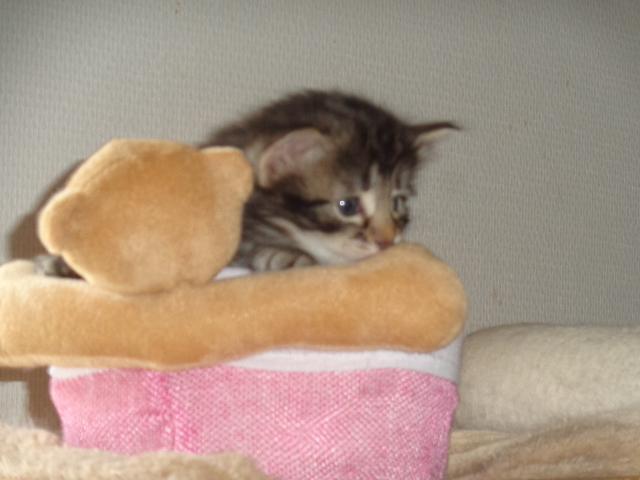 En route avec Nounours!