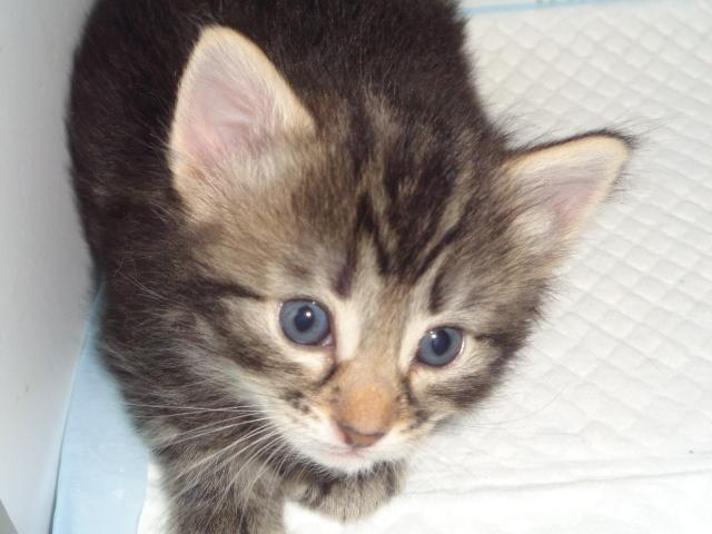 Quels yeux, quelles oreilles!