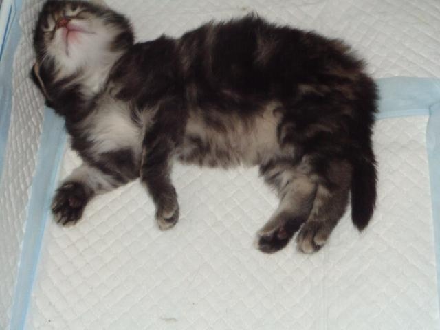 Super dodo!