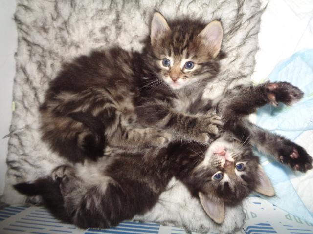 Sieste entre filles!