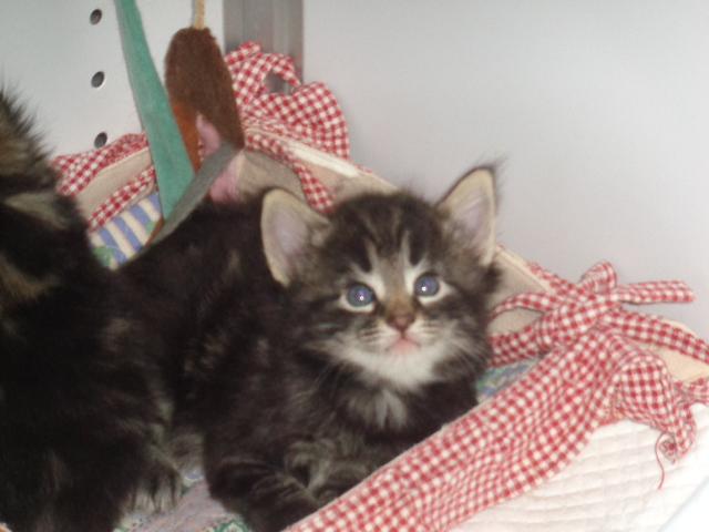 Petit bijou de chatonne!