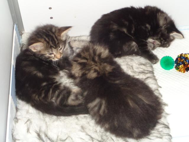 Triplette: le p'tit gars est en haut à droite...