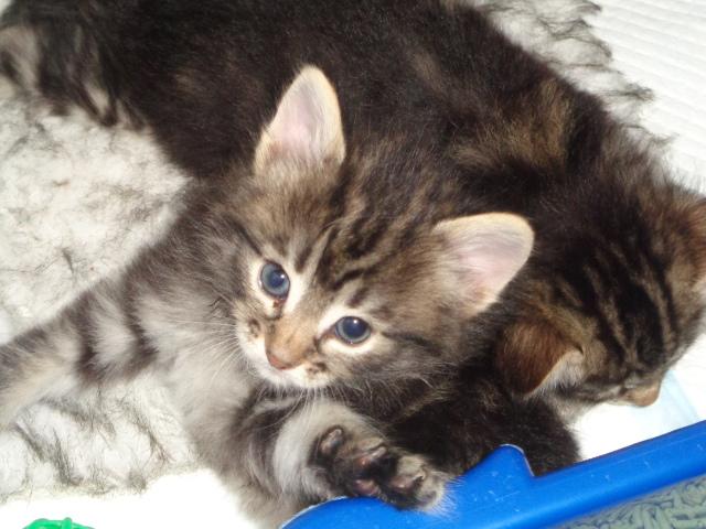 Une loupiote...adorable!