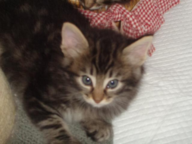 Coucou!
