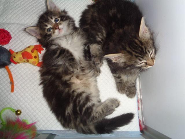 Sieste entre filles...