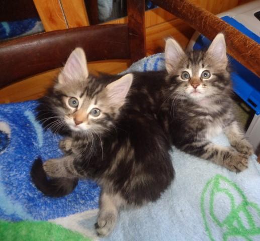 Duo double!!