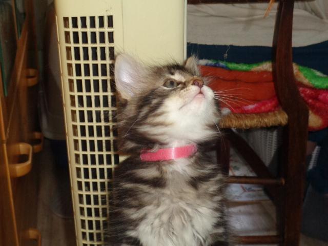 Uline au ventilateur!