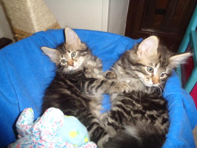 Superbes belettes!