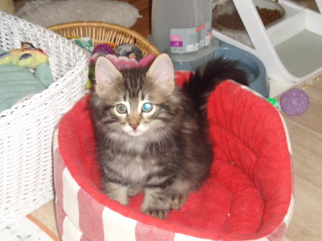 Superbe charpente! Sacrée chatonne!! LAQUELLE?