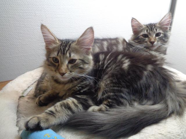 Doux duo de belles...