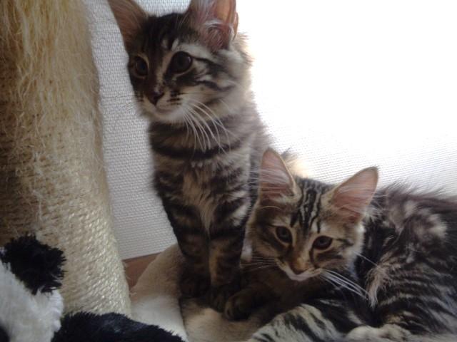 Salut! Moi, je suis Uline (couchée)!