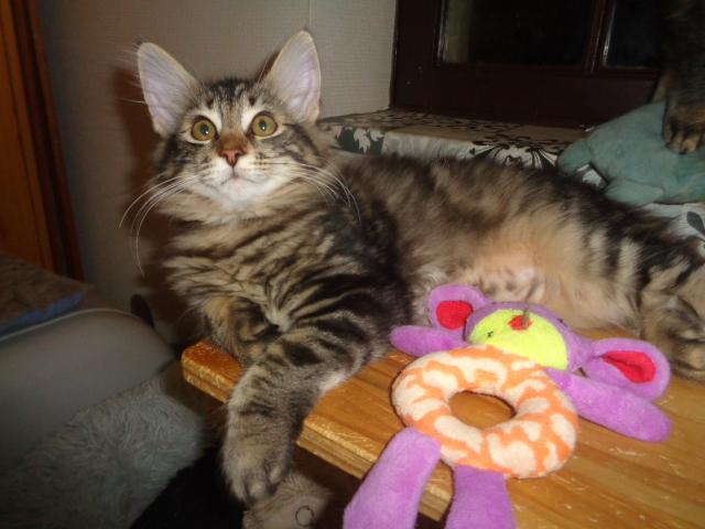 Hello, je suis ULOTTE, la chouette princesse!!!