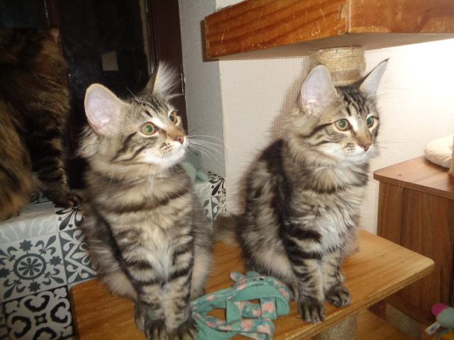 Même superbe duo de félines!