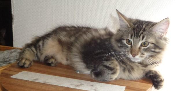 TROP jolie tigresse...