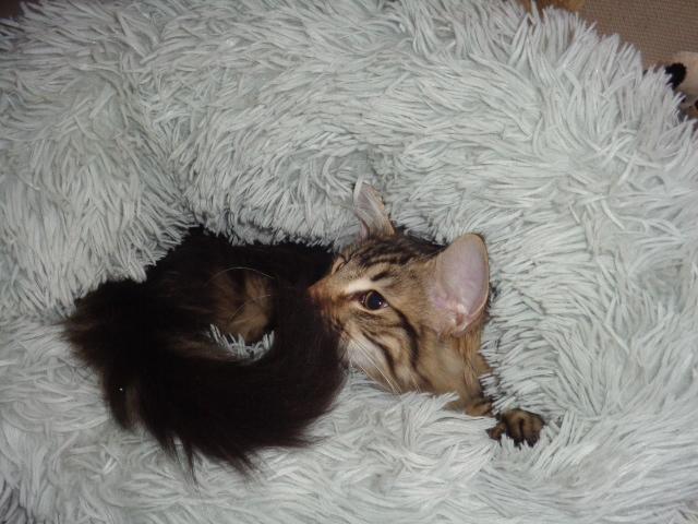 Engloutie dans le pouf!