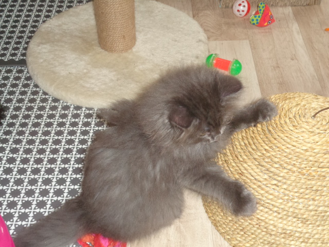 Beau Quaribou et la boule...