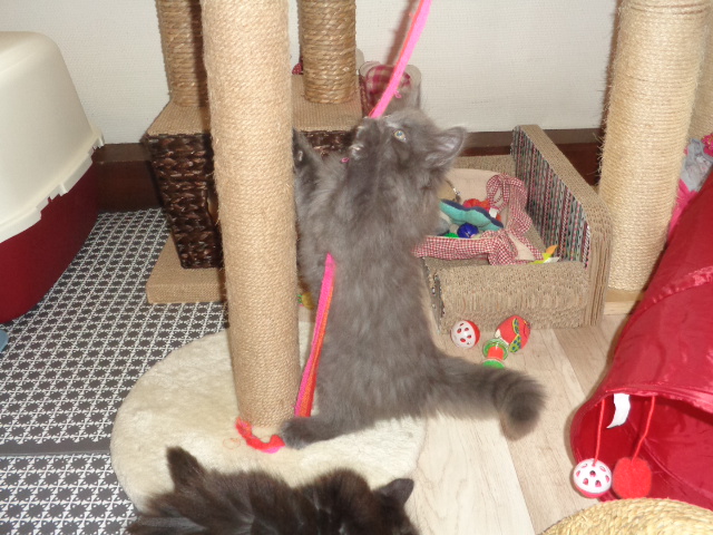 Ho hisse, Quaribou!