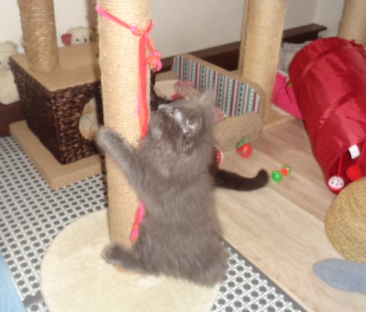 Quaribou le grimpeur!