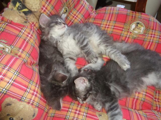 Sieste des silvers...